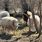 Border Leicester facts