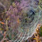 World's first gene-edited spiders spin red silk