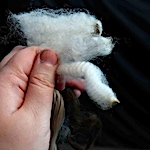 Camelid Performance Comparisons - Part I