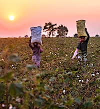 Farmers carry sacks of handpicked cotton. Uttar Pradesh distributes solar-powered spinning devices to women
