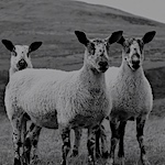 Innovation in Wool Awards 2026