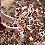 The Future of Soil-Regenerating Cotton - a tour