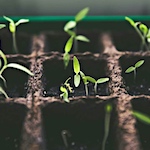 Contain yourself: growing dye plants without a garden