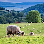 Cumbrian Wool Gathering