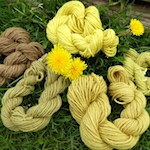 Metal Mordants and Modifiers on Plant Dyed Wool