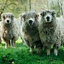Sheep Breeds: Greyface Dartmoor