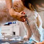 Dog Hair Is Making a Resurgence as a Sustainable Textile