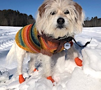 Handspun Dog Sweater