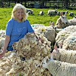 Rare breed sheep have inspired a booming yarn enterprise and new book