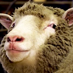 Sheep attacks children and daycare worker after escaping farm