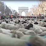 A wool parade on the Champs-Elysées