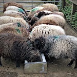 Exporting Ouessant sheep to the UK