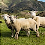 Corriedale - Fibre Focus