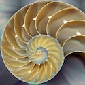 Fibonacci and the Good Kind of Math