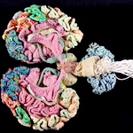 A Scientifically accurate hand-knit sculpture of the human brain