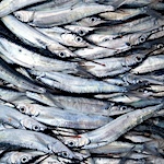 How to add value with fish scale waste