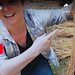 Lessons learned from growing flax in hot and humid North Carolina
