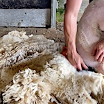 Is raw fleece worth spinning?