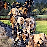 Goats on the Rock