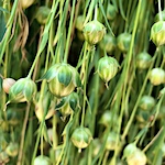 The gold in the garden