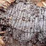 Ancient grass mat artifacts found