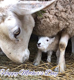 Picture courtesy B C Sheep Company, as featured by Fossil Fibres in her 'Facts about Border Leicesters' post