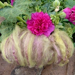 Dyeing Wool and Silk with Deep Pink Hollyhocks