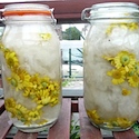 Dyeing Wool and Silk with Dyer's Chamomile Flowers