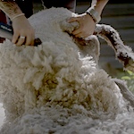 How to shear a sheep