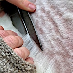 I shear