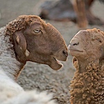 Four facts about India's sheep