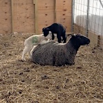 Lambs are arriving 24/7