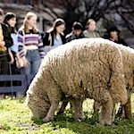 Lamb Mowers: Babydoll Southdowns in the city