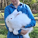 Living and spinning with giant angora rabbits