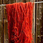 Cold dyeing with home-grown madder