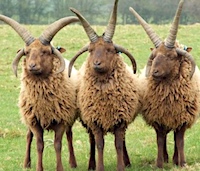 three Manx Loaghtan sheep