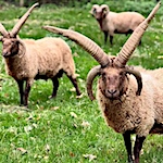 Farmer calls to protect 'amazing' endangered sheep