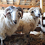 Behind the scenes at the sheep and wool show