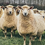 Medieval monks helped spark England's wool economy, new research reveals