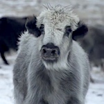 Could Mongolian yak wool be the new cashmere?