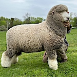 Meet the Sheep - Corriedale