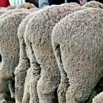 New Zealand prohibits the practice of mulesing in sheep