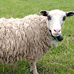 Navigating online fleece sales: tips for buyers and sellers