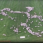 Sheep stunt for the Tour of Britain