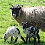 North Ronaldsay sheep, rare and hardy