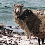 North Ronaldsay sheep, rare and hardy