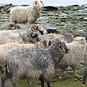 Yarn profile north ronaldsay wool