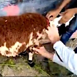 Goat in sheep's skin?