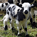 The last day of lambing is a relief