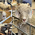 More from Wonderwool